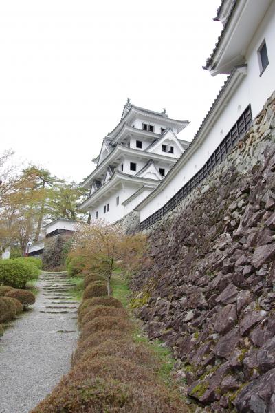 桜満開の郡上八幡とおいしい古地鶏を堪能