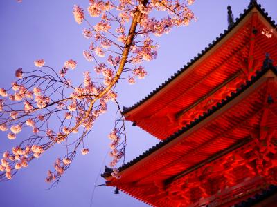桜満開の春の京都へ　～２日目