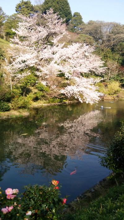 椿山荘東京_2015桜