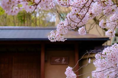 春の京都　ー９　哲学の道　桜　咲いて