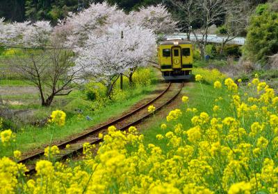房総一泊ドライブ旅行（１）　～沿線に菜の花が咲き乱れるローカル列車を追っかける～