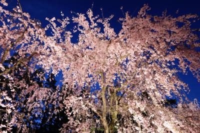 平安神宮紅しだれコンサート２０１５