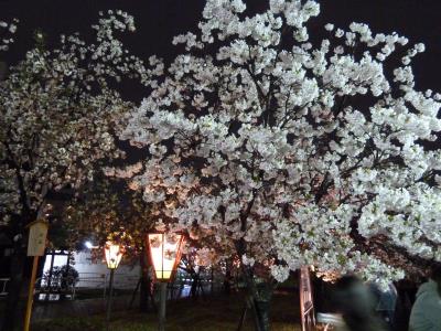 大阪造幣局で、桜の通り抜けイベントに参加する