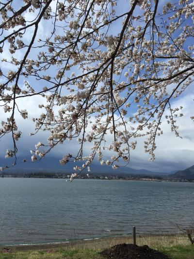 日帰りで河口湖のさくら祭りへ