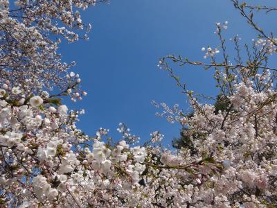 2015年 4月 気がつけば今年4度目の韓国！  3日目 鏡浦の桜と注文津の灯台の巻