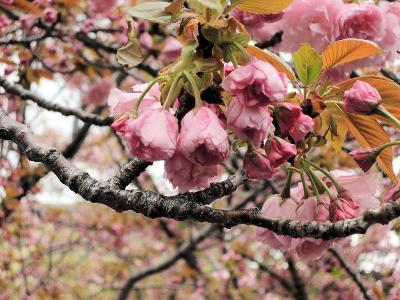 造幣局の桜の通り抜け（昼編）（その１）