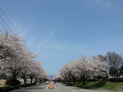 見事な桜通り