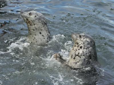 ビクトリアを歩く