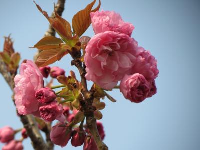 桜づつみの八重桜