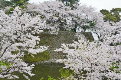 九州サクラ紀行・その４（福岡県）