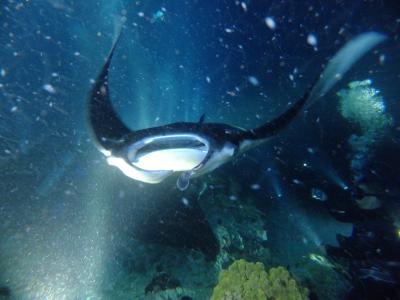 大自然を!イルカや・クジラの声を体で感じられ感動の!ハワイ島