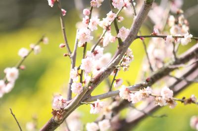 タイミングがもう一つの春の花を求めて（足守神社・貴志川・金熊寺・桃山）