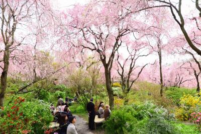 春爛漫　～　“原谷苑のしだれ桜と仁和寺の御室桜に。。。酔いしれましたぁ～”