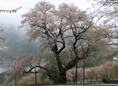 四国山地の女王様樹齢５００年ひょうたん桜と初逢瀬