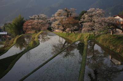 旅するイルカ♪　桜だより　2015　Part9 三多気の桜と屏風岩へ