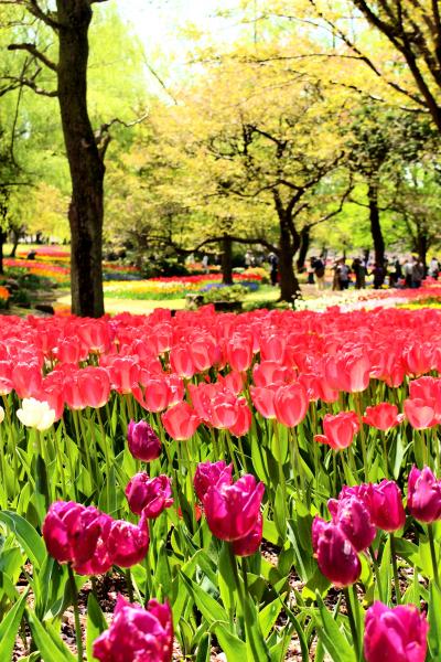 春盛り、花盛り、昭和記念公園の春