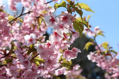 2015　鹽竈神社 (しおがまじんじゃ) 桜の頃-1　咲きはじめ　　塩竈市　宮城県