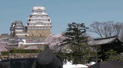 新姫路城と桜