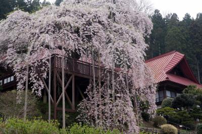 2015/04　福島～米沢　春の花　1/2