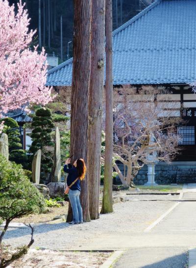 今が見どころ『森のあんず』　千曲市の山里は花盛り～☆