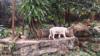 ２泊５日　シンガポールに癒やされに行く旅　2015（その２）