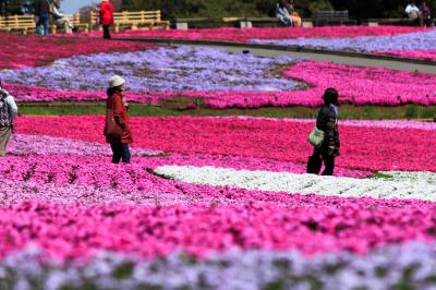 芝桜鑑賞～埼玉羊山公園～