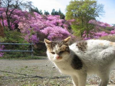 ’１５　長瀞ミツバツツジさんぽ１　岩根山つつじ園編