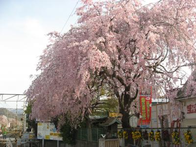 ’１５　長瀞ミツバツツジさんぽ３　阿左美冷蔵と野土山の桜編