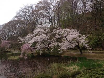 千秋公園に花見に行く