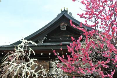 大阪天満宮★梅