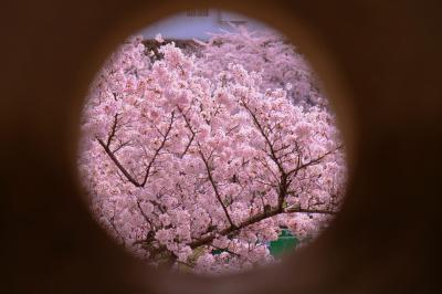 満開の桜と姫路城　中　百間廊下　編