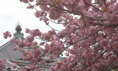 【歴史散歩】　興福寺中金堂再建現場を見学して　♪♪