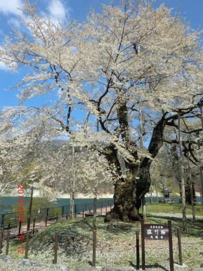 ＳＤが見つかったので遅ればせながら荘川の桜＊下呂温泉＊大好きな福井勝山の恐竜博物館です