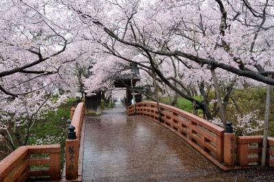 春の薫りに誘われて…東濃・木曽・上伊那横断記【８】～麗しき“天下第一の桜”に酔いしれる 高遠城址公園・春雨編＆信州唯一のウイスキー蒸留所へ♪～