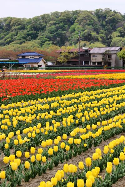 ちょっと遅かった羽村のチューリップ公園と奥多摩ままごと屋でランチ