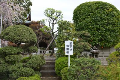 星下りの寺院を訪ねて、自らも佐渡への旅立ち準備（金田・依知）