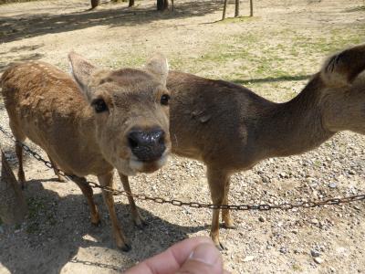 出番だよ！先生っ！奈良　Nara　Toudaizi