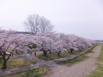 展勝地の花見