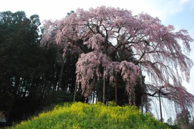 二本松 桜の名木めぐり（福島）