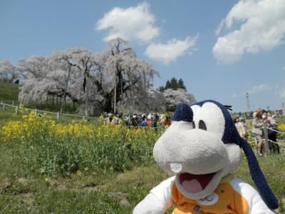 グーちゃん、三春の滝桜を見に行く！（あっぱれ！三春の滝桜は日本一！編）