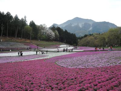 2015年4月 秩父　羊山公園　芝桜の丘と琴平丘陵ハイキング