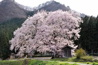 一本桜を探しに、春霞たなびく桜満開の上州路へ・・・人々の営みに寄り添い咲く一本桜 そんな桜に出会えた旅でした。　