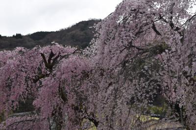 桜を追って箱根まで・・・しだれ桜通りを散策＆温泉も
