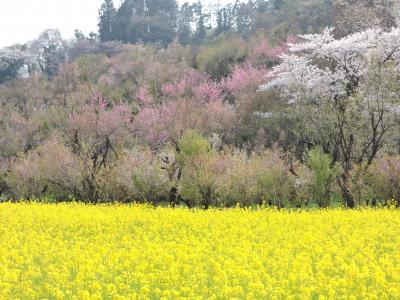 福島の桜③「花見山」