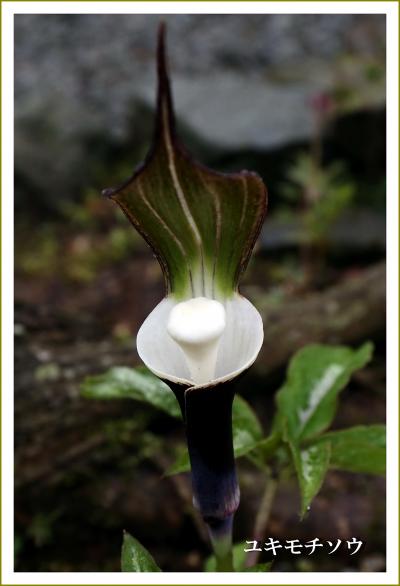 Solitary Journey ［1565］ 今回はちょっと趣向を変えて「薬用植物園」からスタート＆石楠花の花♪＜湧永満之記念庭園＞広島県安芸高田市