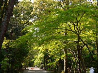 ちょっと京都へ　☆　2015 春