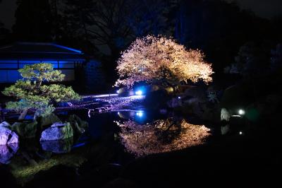 桜吹雪の京都を行く　　女6人にぎやか旅　（2日目）二条城ライトアップ編