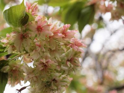 「八重の桜＆ハンカチノキ」堪能！！IN新宿御苑