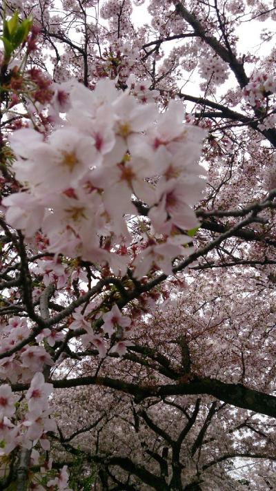 母と家族と桜旅行　（富士宮～伊豆高原1泊2日）1日目