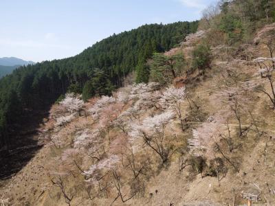 週末吉野＆高野山旅行＊吉野編